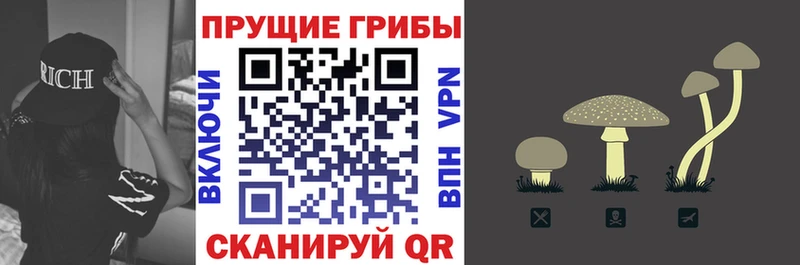 Галлюциногенные грибы Psilocybe  Купить закладки  Кораблино 